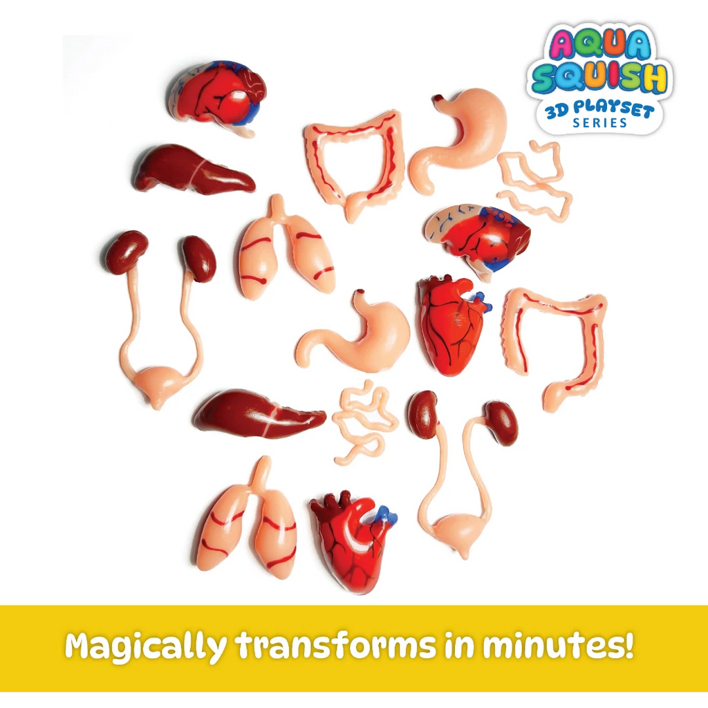 Aqua Squish Human Organs Kit – FundooLabs